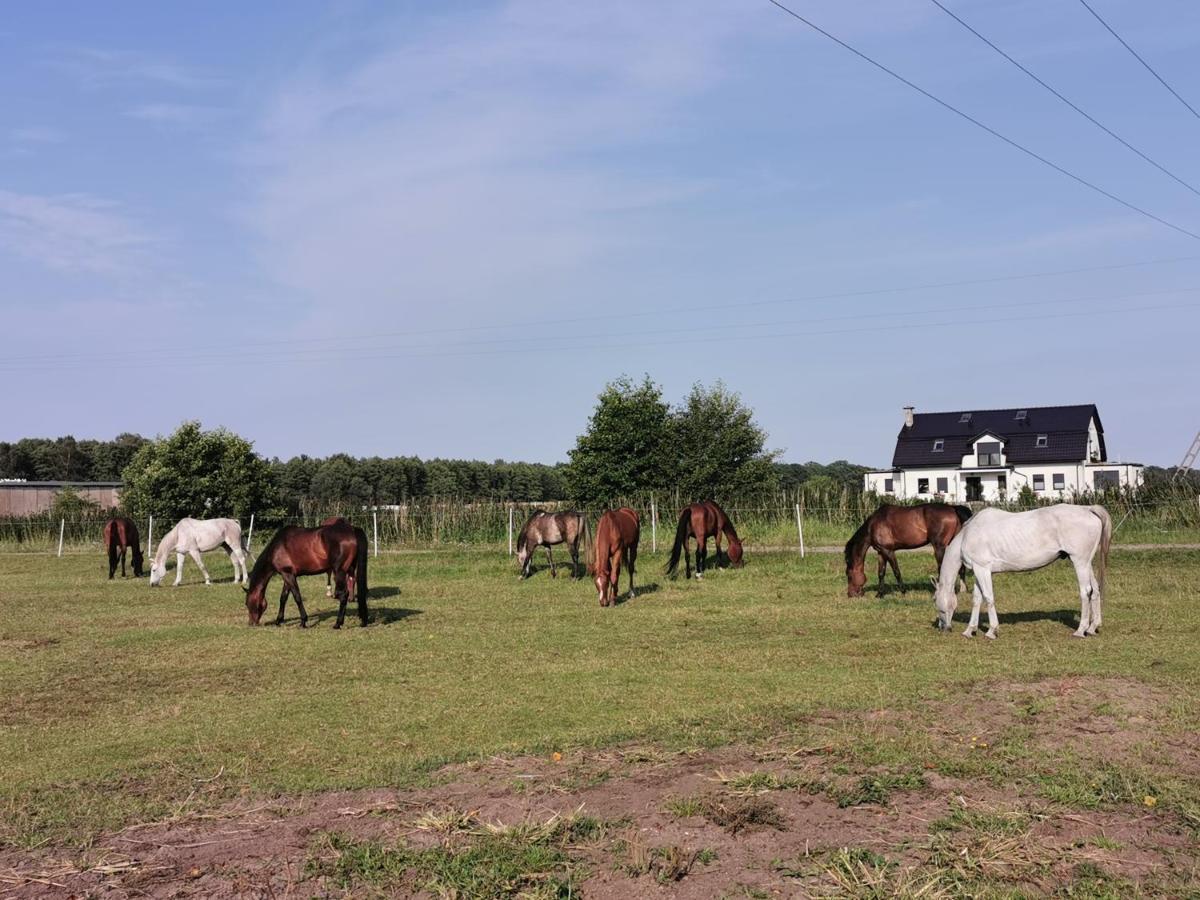 Nowecin Holiday home Leba